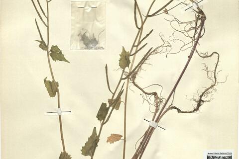 Alliaria petiolata (Bieb.) Cav. & Grande -  RO-HSepv 12164 photo