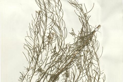 Descurainia sophia (L.) Webb ex Prantl -  RO-HSepv 16050 photo