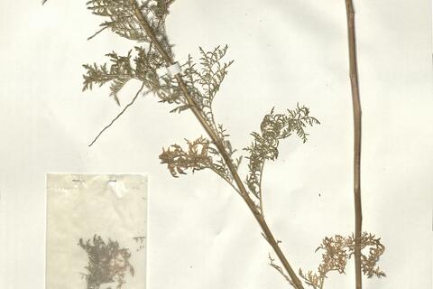 Descurainia sophia (L.) Webb ex Prantl -  RO-HSepv 16050 - immagine 2
