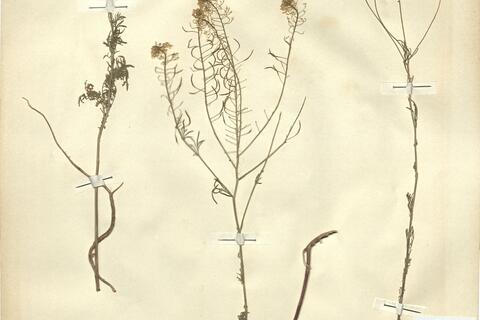 Descurainia sophia (L.) Webb ex Prantl -  RO-HSepv 12185 photo