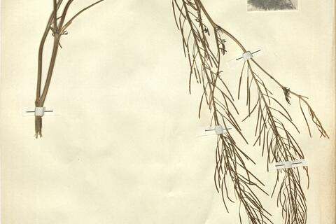 Descurainia sophia (L.) Webb ex Prantl -  RO-HSepv 12184 photo