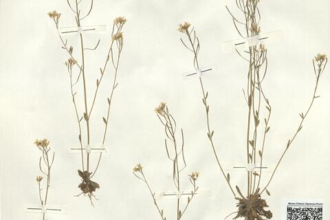 Arabidopsis suecica (Fries) Norrlin -  RO-HSepv 15044 photo