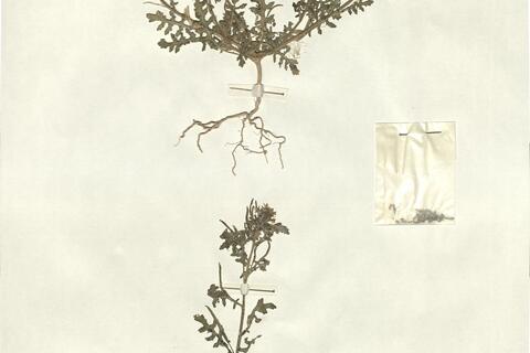 Sisymbrium supinum L. -  RO-HSepv 13142 photo