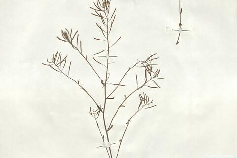 Arabidopsis thaliana (L.) Heynh. - RO-HSepv 18990 photo