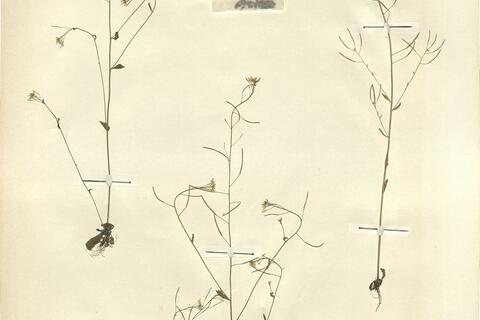 Arabidopsis thaliana (L.) Heynh. - RO-HSepv 13091 photo