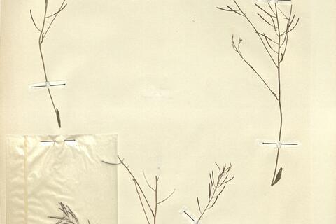 Arabidopsis thaliana (L.) Heynh. -  RO-HSepv 13090 photo