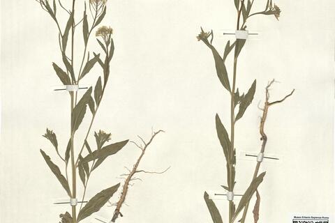 Erysimum cheiranthoides L. subsp. cheiranthoides -  RO-HSepv 13128 photo