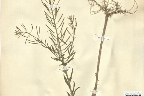 Erysimum cheiranthoides L.  -  RO-HSepv 12188 photo