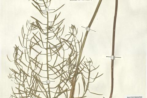 Erysimum cheiranthoides L. subsp. altum Ahti -  RO-HSepv 13127 photo