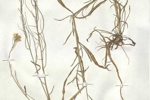 Erysimum collisparsum Jord. - RO-HSepv 19001 photo