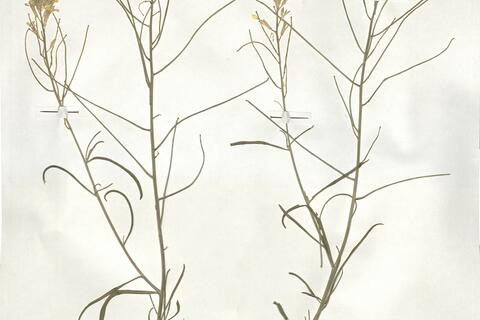 Erysimum crassistylum C. Presl - RO-HSepv 19002 photo