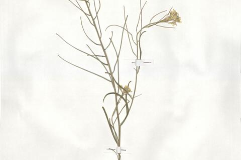 Erysimum crassistylum C. Presl -  RO-HSepv 19002 - immagine 2