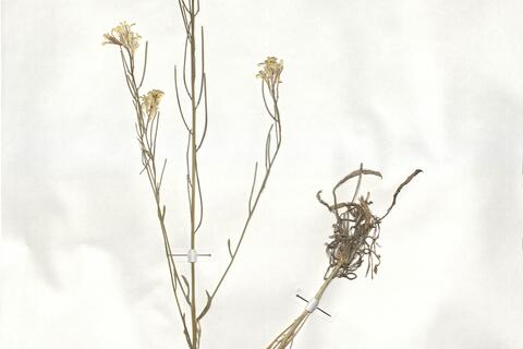 Erysimum crepidifolium Reichenb. -  RO-HSepv 19003 - immagine 2