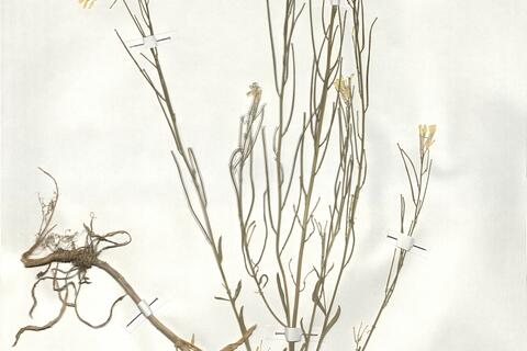 Erysimum crepidifolium Reichenb. -  RO-HSepv 19003 photo