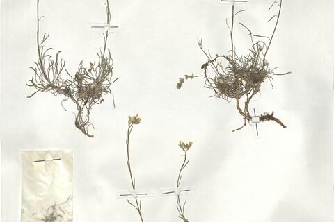 Erysimum fitzii Polatschek -  RO-HSepv 19004 photo