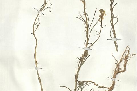 Erysimum gramineum Pomel  -  RO-HSepv 17932 photo