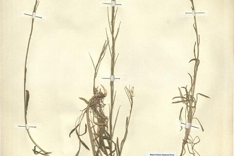 Erysimum grandiflorum Desf. var. minus Batt. & Trab. - RO-HSepv 12189 photo