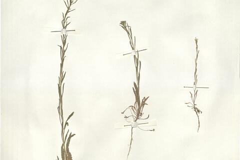 Erysimum incanum G. Kunze -  RO-HSepv 14077 photo