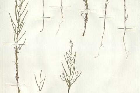 Erysimum incanum G. Kunze subsp. mairei (Senn. & Mauricio) Nieto Feliner -  RO-HSepv 15070 photo