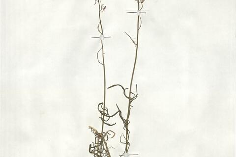 Erysimum linifolium (Pers.) J. Gay subsp. linifolium - RO-HSepv 19005 photo