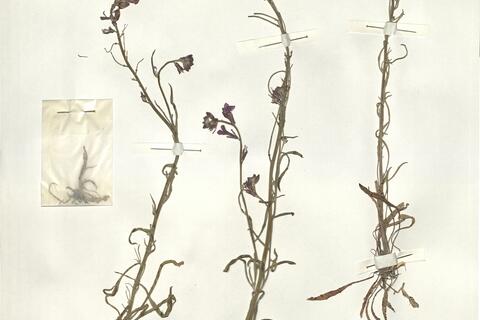 Erysimum linifolium (Pourr. ex Pers.) Gay (s.str.) -  RO-HSepv 14078 photo