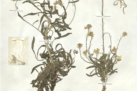 Erysimum raulinii Boiss. - RO-HSepv 17933 photo