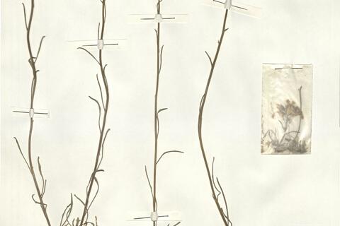 Erysimum rhaeticum (Schleich. ex Hornem.) DC. - RO-HSepv 15071 photo