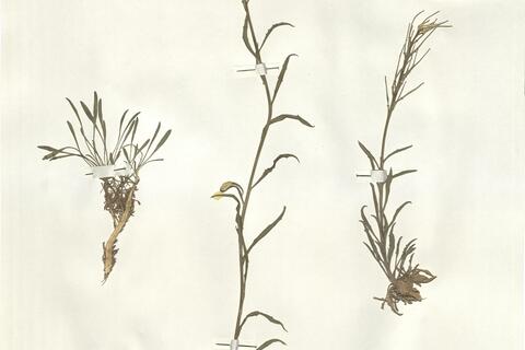 Erysimum seipkae Polatschek -  RO-HSepv 16060 photo