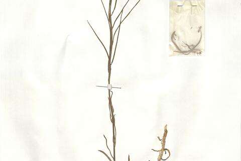 Erysimum semperflorens (Schousb.) Wettst. -  RO-HSepv 17934 - immagine 2