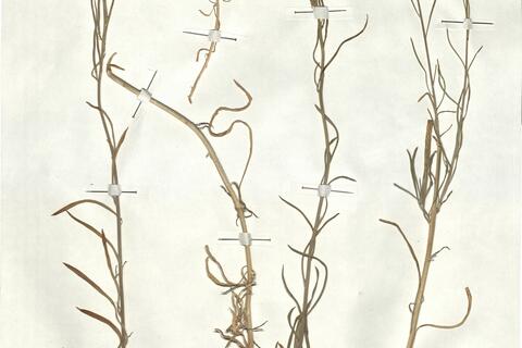 Erysimum semperflorens (Schousb.) Wettst. -  RO-HSepv 17934 photo