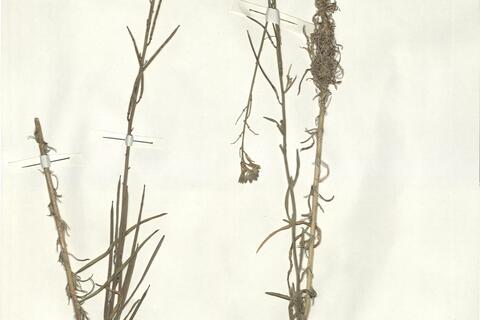 Erysimum semperflorens (Schousb.) Wettst. -  RO-HSepv 15072 photo