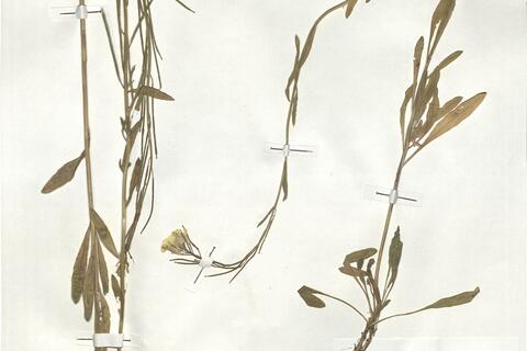 Erysimum strictum Gaertn., B. Mey. & Scherb. - RO-HSepv 19006 photo