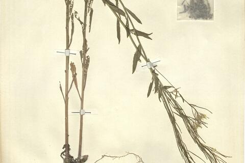 Erysimum virgatum Roth -  RO-HSepv 12190 photo