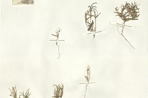 Leptaleum filifolium (Willd.) DC.  -  RO-HSepv 14089 photo