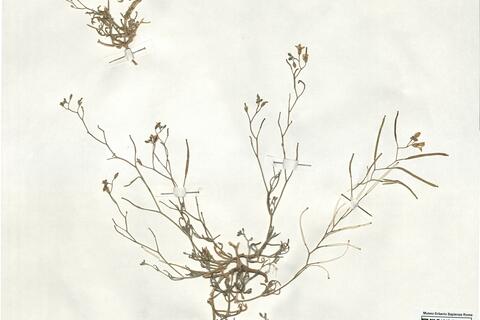 Ammosperma cinereum (Desf.) Baillon -  RO-HSepv 18989 photo