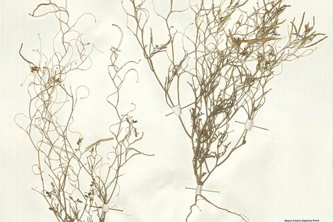 Ammosperma cinereum (Desf.) Baillon f. cinereum -  RO-HSepv 15043 photo