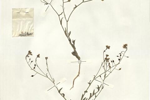 Camelina microcarpa DC.  -  RO-HSepv 14068 photo