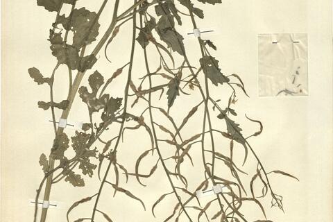 Sinapis alba L. -  RO-HSepv 12206 photo