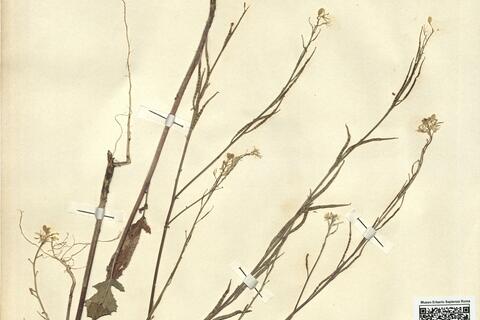 Sinapis arvensis L.  -  RO-HSepv 12207 photo