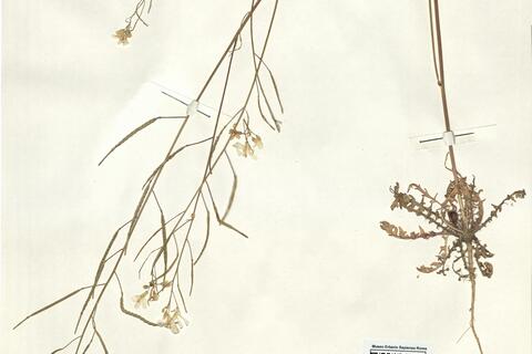 Brassica barrelieri (L.) Janka subsp. barrelieri  -  RO-HSepv 15053 photo