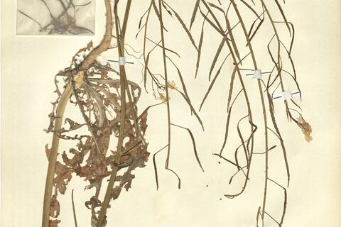 Brassica barrelieri (L.) Janka -  RO-HSepv 11249 photo