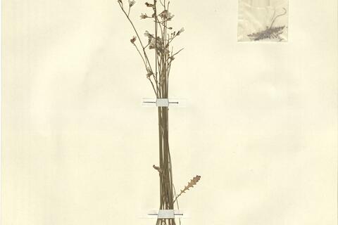 Brassica barrelieri (L.) Janka subsp. oxyrrhina (Coss.) Maire -  RO-HSepv 13105 photo