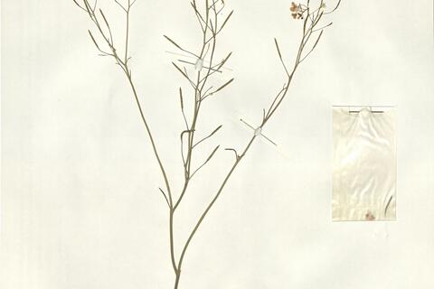 Erucastrum brevirostre (Maire) Gómez-Campo -  RO-HSepv 14075 photo