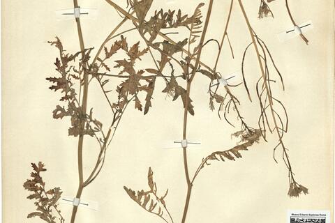 Coincya cheiranthos (Vill.) Greuter & Burdet var. cheiranthos -  RO-HSepv 12183 photo