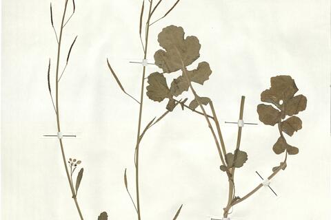 Brassica fruticulosa Cyr. subsp. fruticolosa -  RO-HSepv 17925 photo