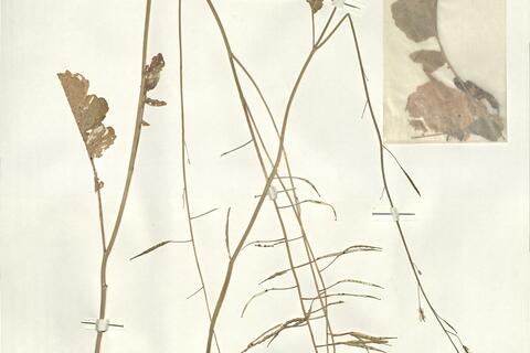 Brassica fruticulosa Cyr. subsp. fruticulosa -  RO-HSepv 16040 photo