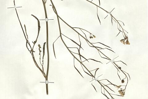 Brassica fruticulosa Cyr. subsp. glaberrima (Pomel) Batt.  -  RO-HSepv 17926 photo