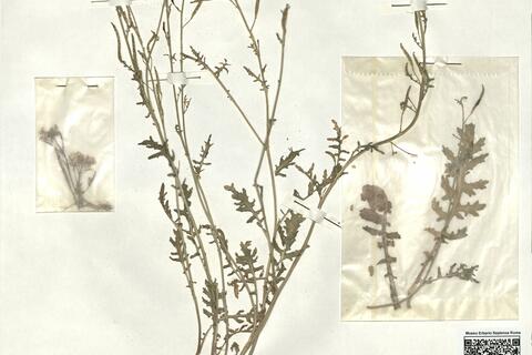 Erucastrum gallicum (Willd.) O.E. Schulz -  RO-HSepv 16952 - immagine 2