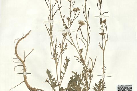 Erucastrum gallicum (Willd.) O.E. Schulz -  RO-HSepv 16952 photo