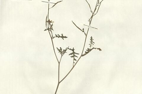 Erucastrum gallicum (Willd.) O.E. Schulz -  RO-HSepv 13126 photo